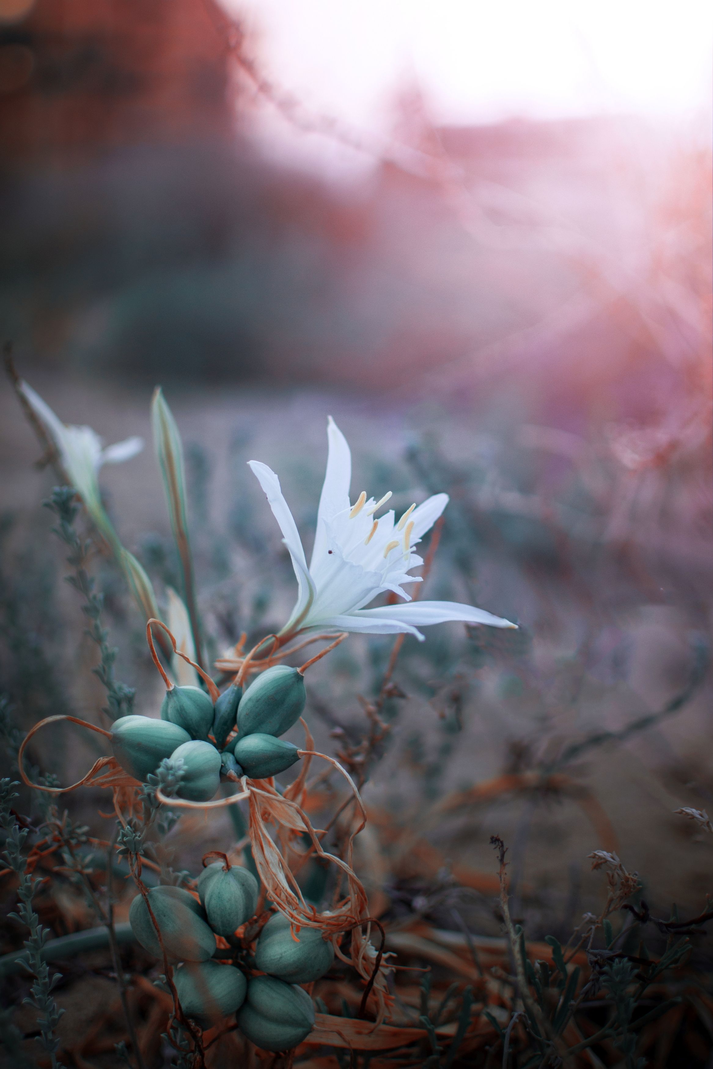 green,flower,wild,nature,light,bokeh,zenit,helios,white, Борислав Алексиев