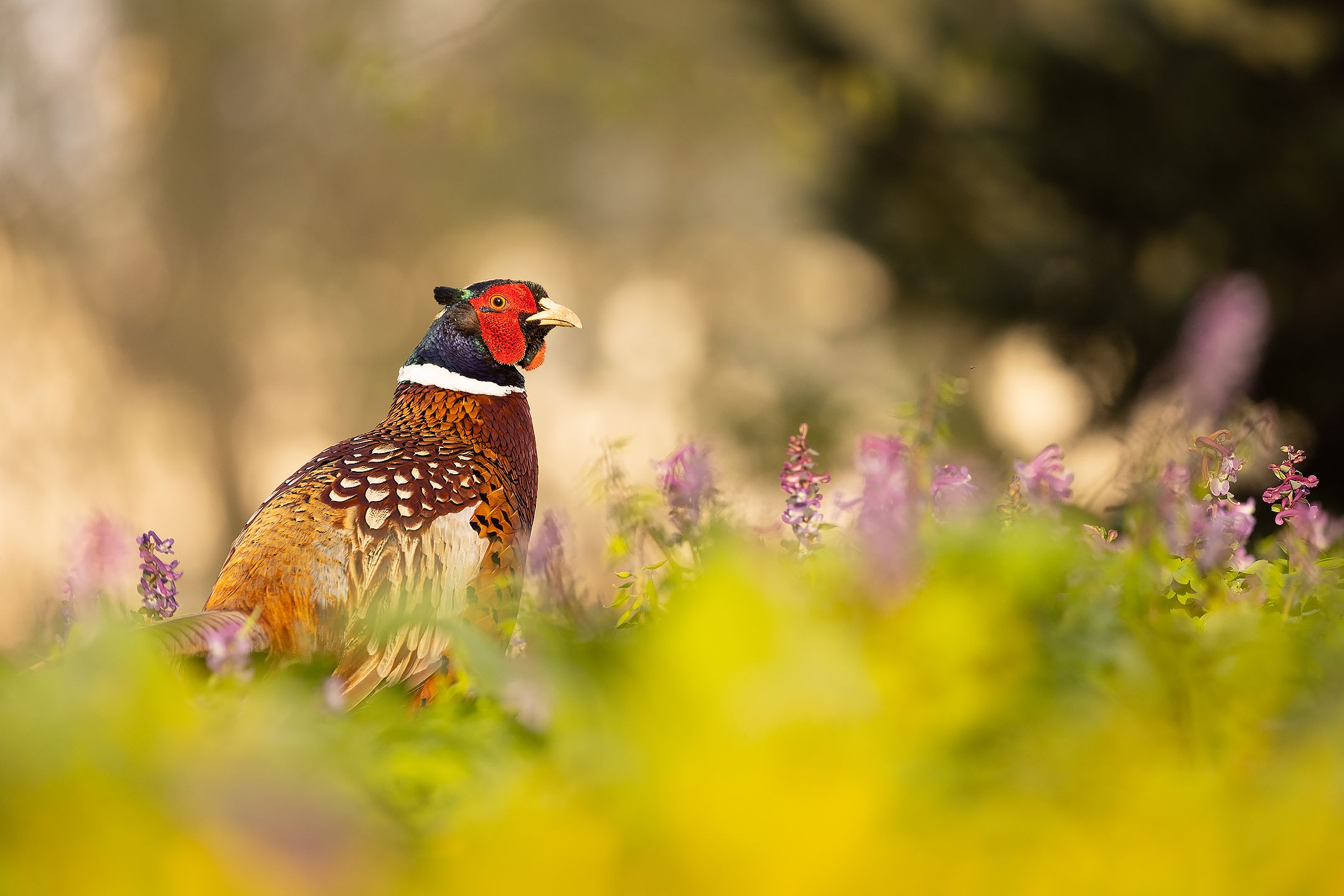 , Robert Adamec