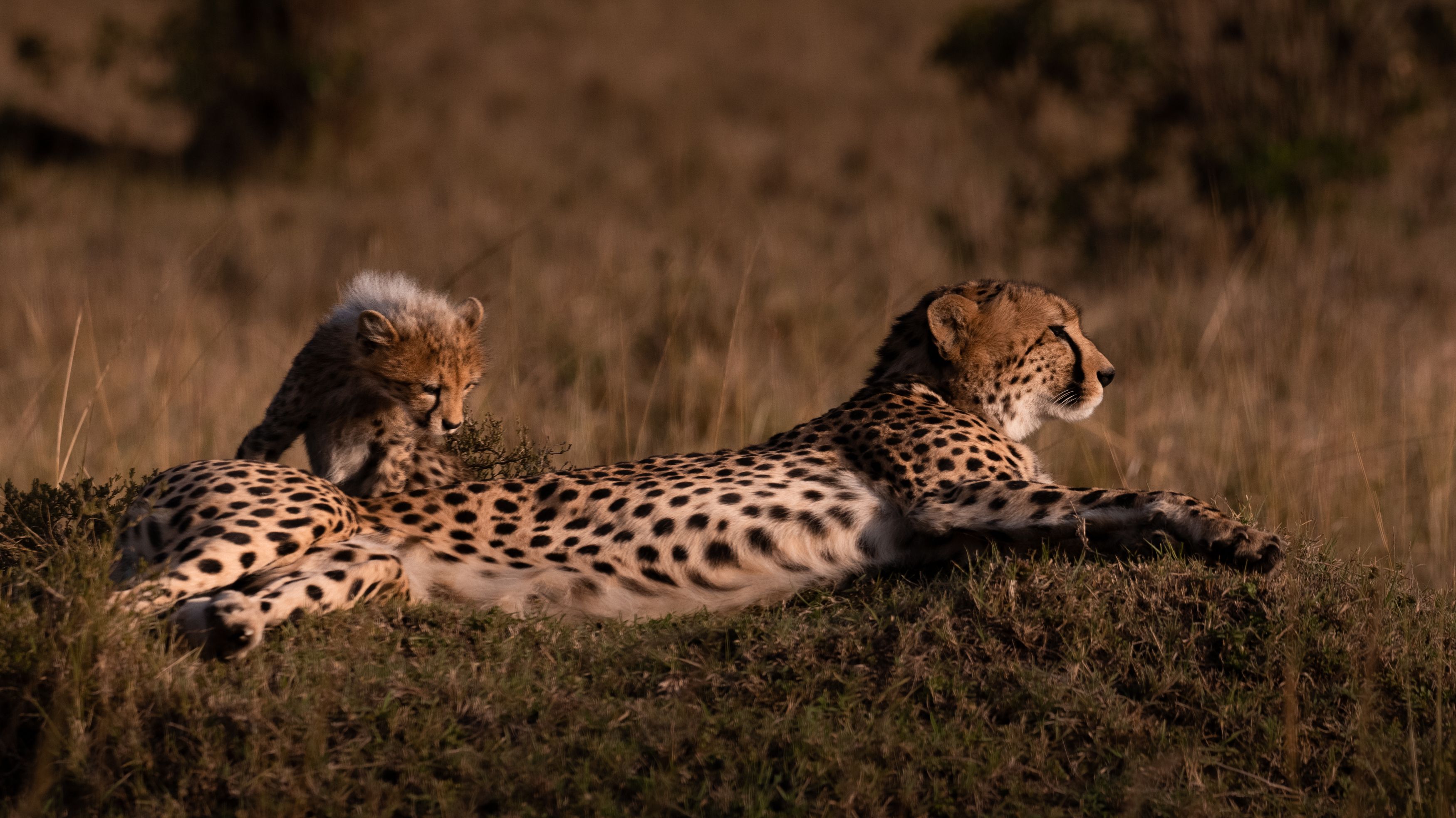 cheetah, africa, savanna, safati, kenya, animals, cat, big cat, big cats, cats, сафари, африка, кения, чита, гепард, Roman Bevzenko