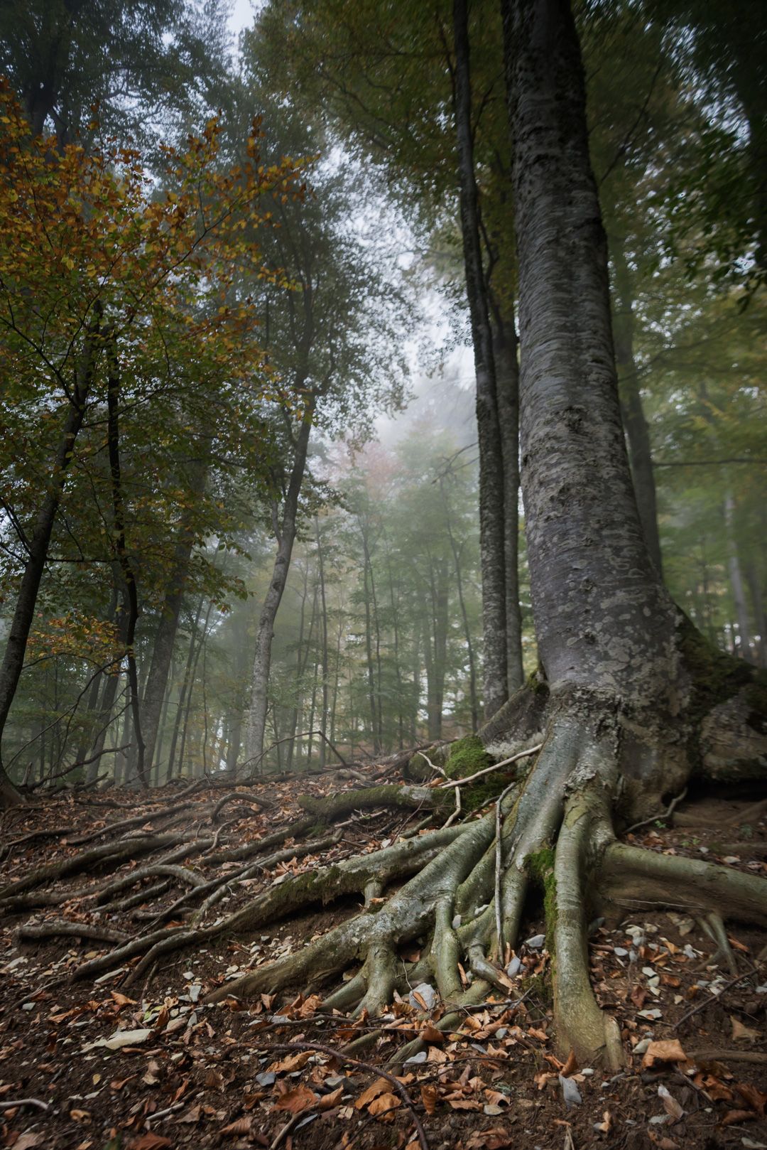 лес, туман, корни, крым, осень, Перевозчиков Андрей