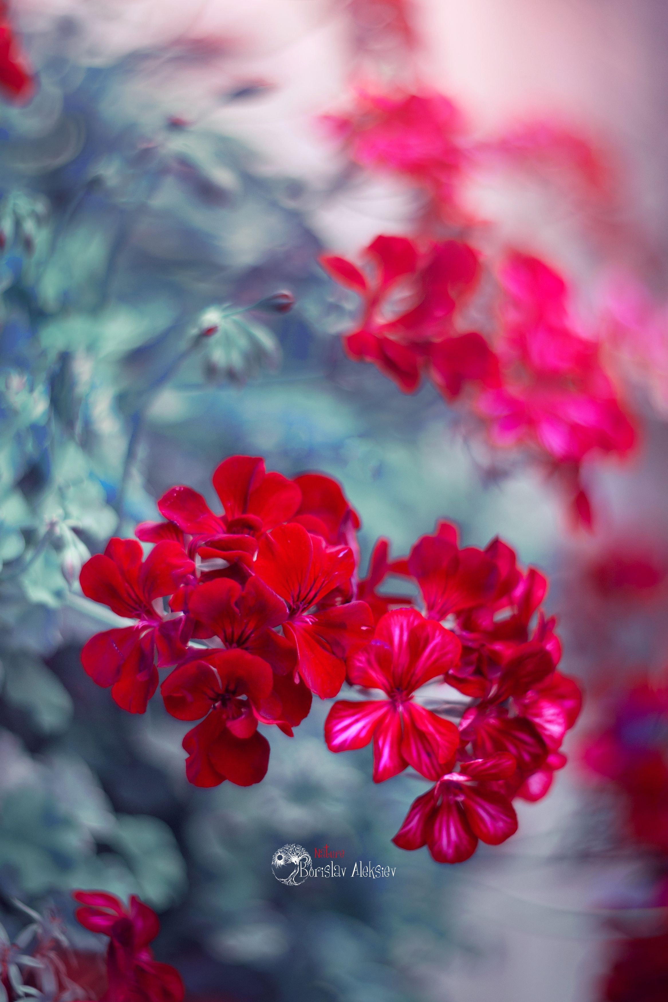 red,flowers,nature,light,bokeh,zenit,helios, Борислав Алексиев