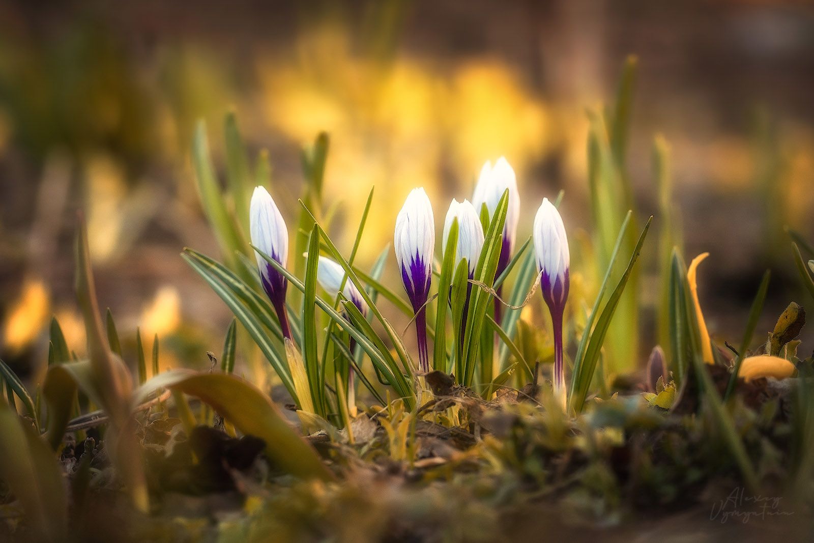 flowers, spring, outdoor, Алексей Вымятнин