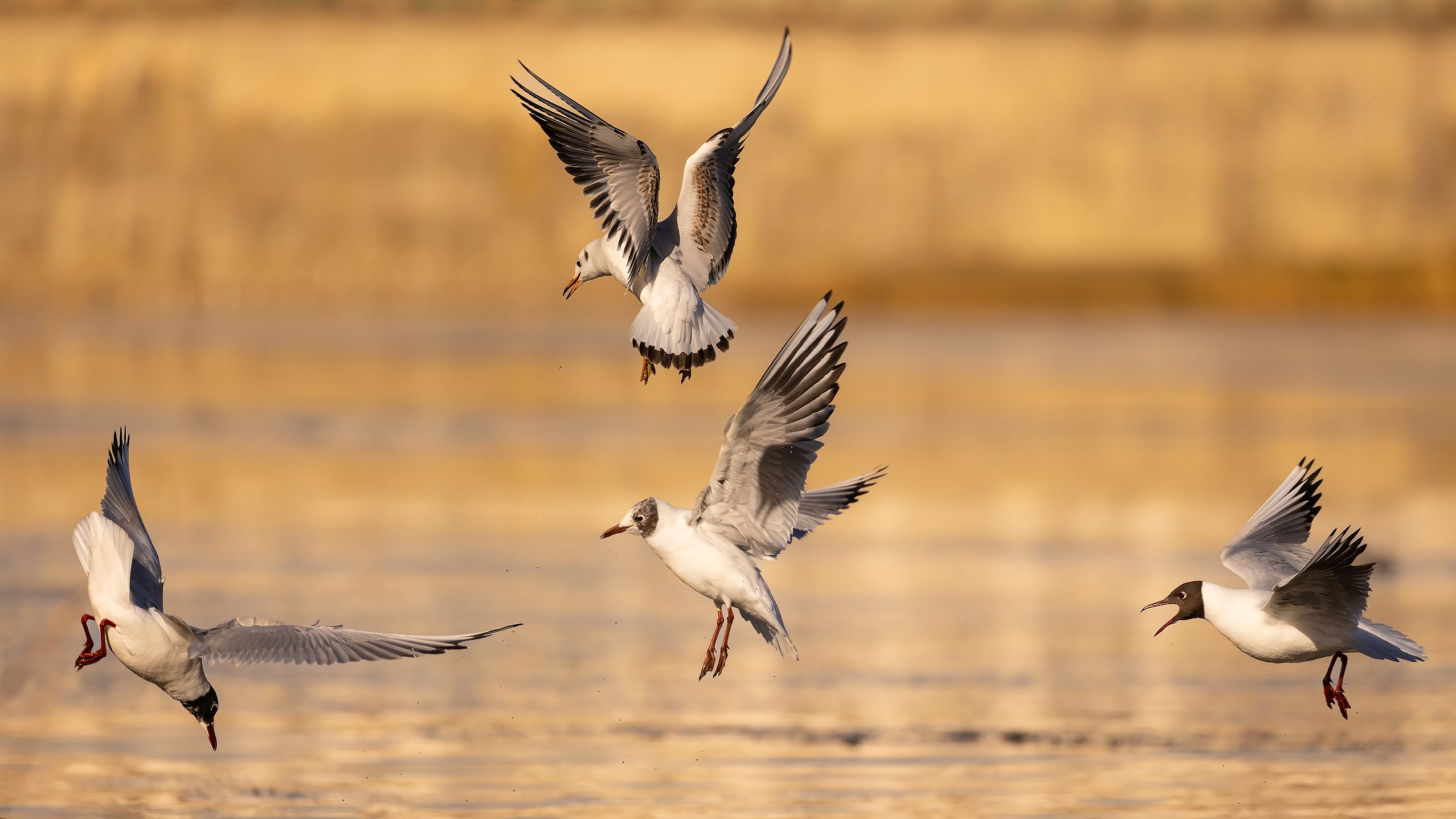 , Robert Adamec