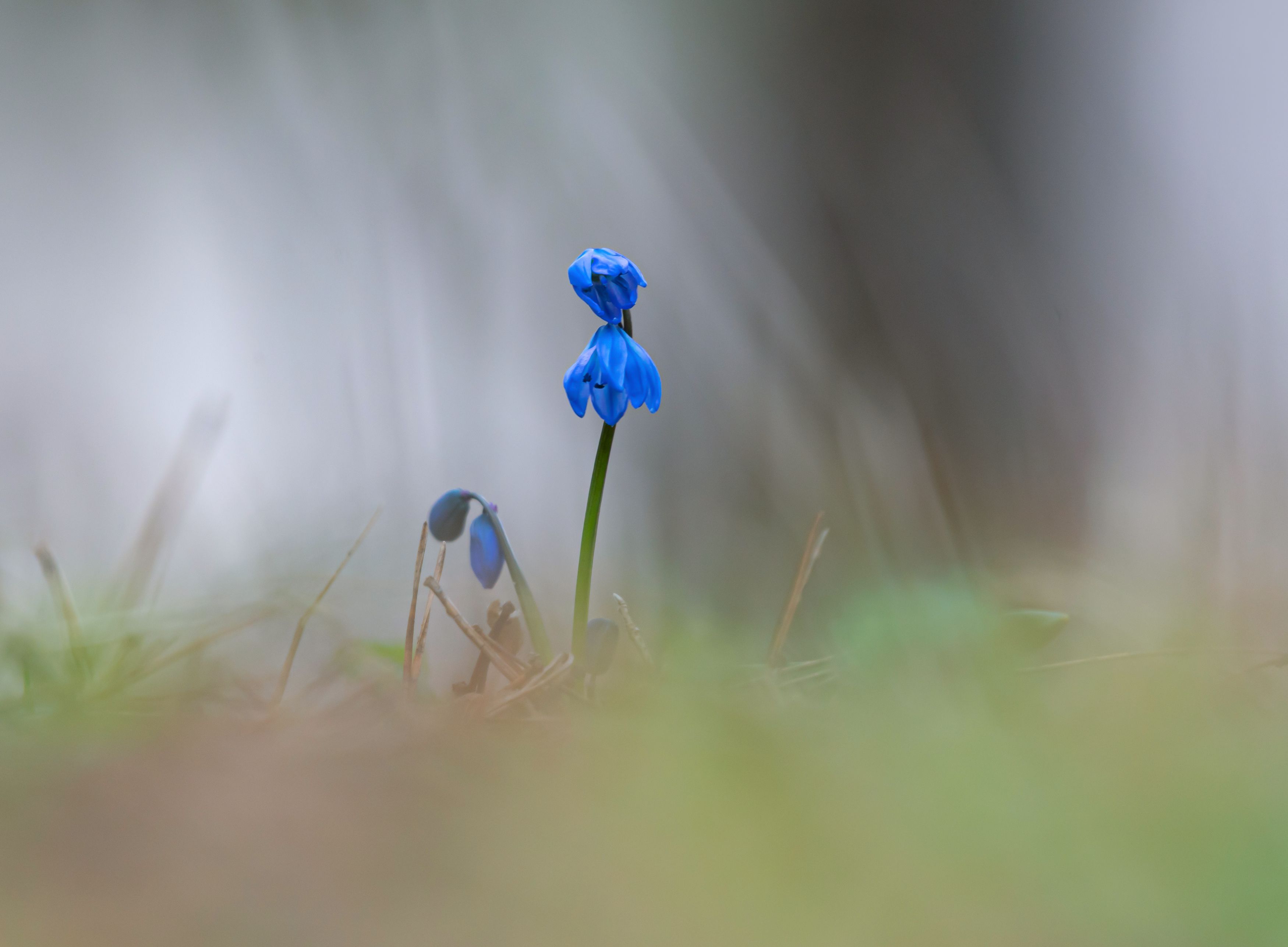 природа, весна,цветы, Андрей Киселёв