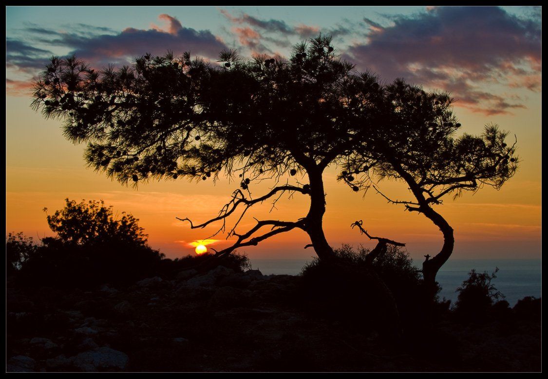 закат,солнце,кипр,море,пейзаж,природа,дерево, Александр Константинов