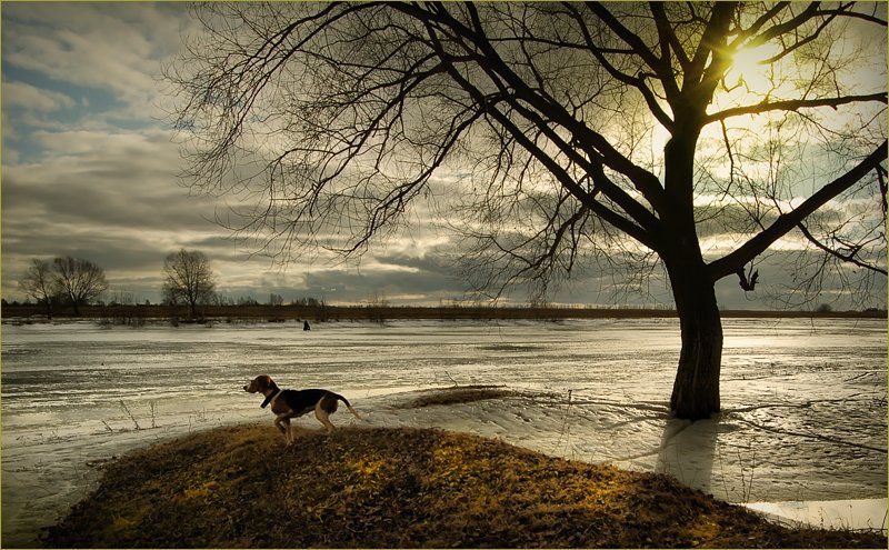 река, собака, дерево, солнце, март, 2007, Лариса Лучко