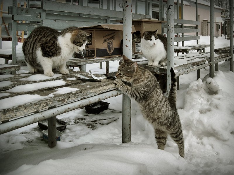 рынок, коты, февраль, холод, выживание, 2007, Лариса Лучко