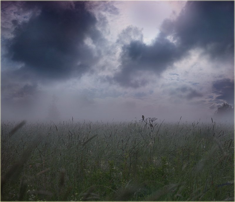 туман, птички, Lampadina (Svetlana Maximova)