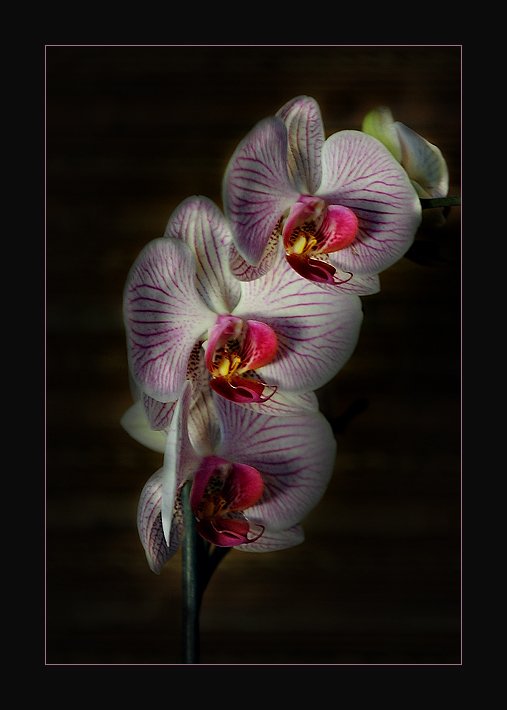 орхидея, Ольга Новикова