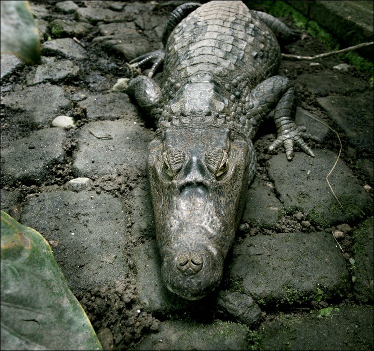 крокодил, Ivan Donchenko