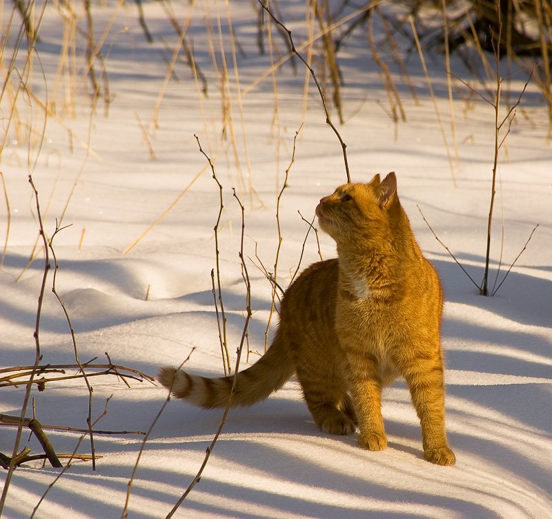 кот, март, Юлия