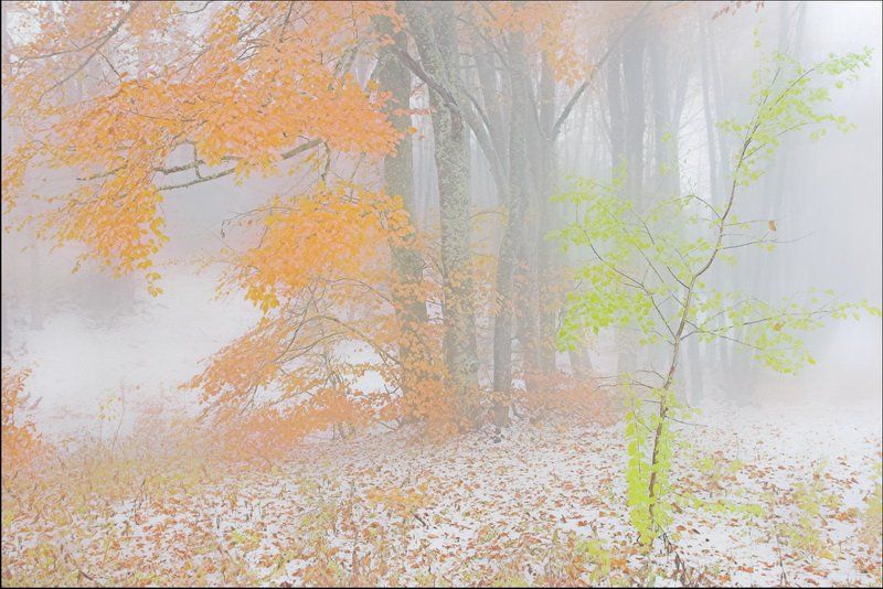 туман, лес., Андрей  Золочевский