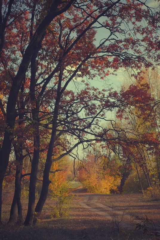 лес, дорога, дерево, желтый, красный, осень, пейзаж, россия, Ольга Глушкова