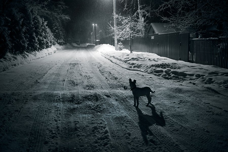 ночь, улица, фонарь, собака, снег.., Maxim_Shamota