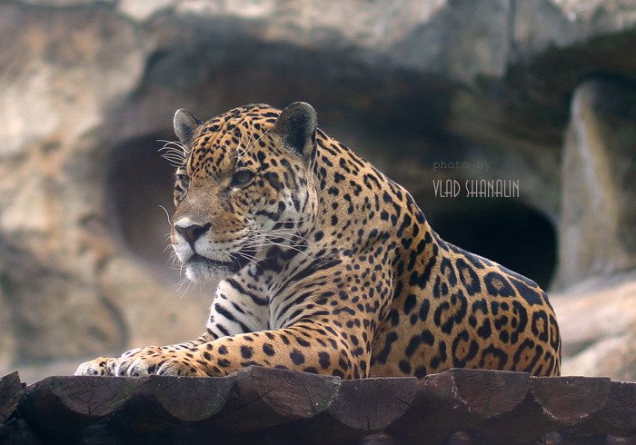 леопард, Vlad Shanalin