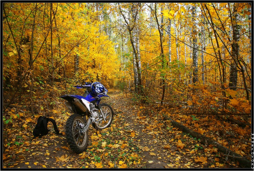 пейзаж, осень, лес, мотоцикл, кроссовый, эндуро, honda, Алексей Строганов