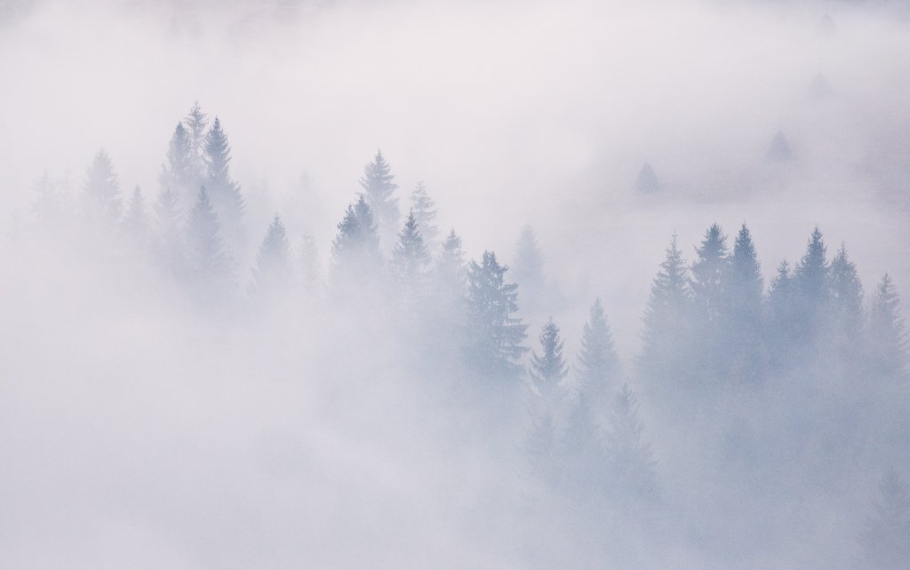карпаты, туман, лес, стожки, Андрей Радюк