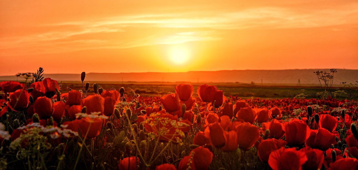 Poppy field, Tajikistan, Alovaddin (FIRE)