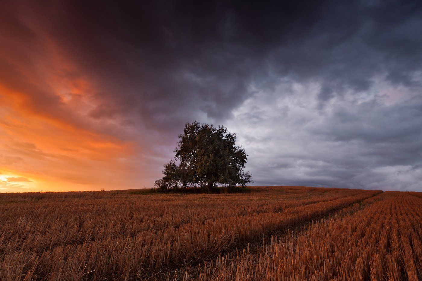 50d, Alone, Landscape, Olsztyn, Poland, Rain, Sokol, Storm, Sunset, Tree, Łukasz Sokół