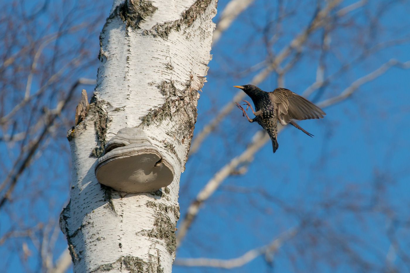 птицы, birds, скворец, wildlife, starling, весна, spring, Алексей Юденков