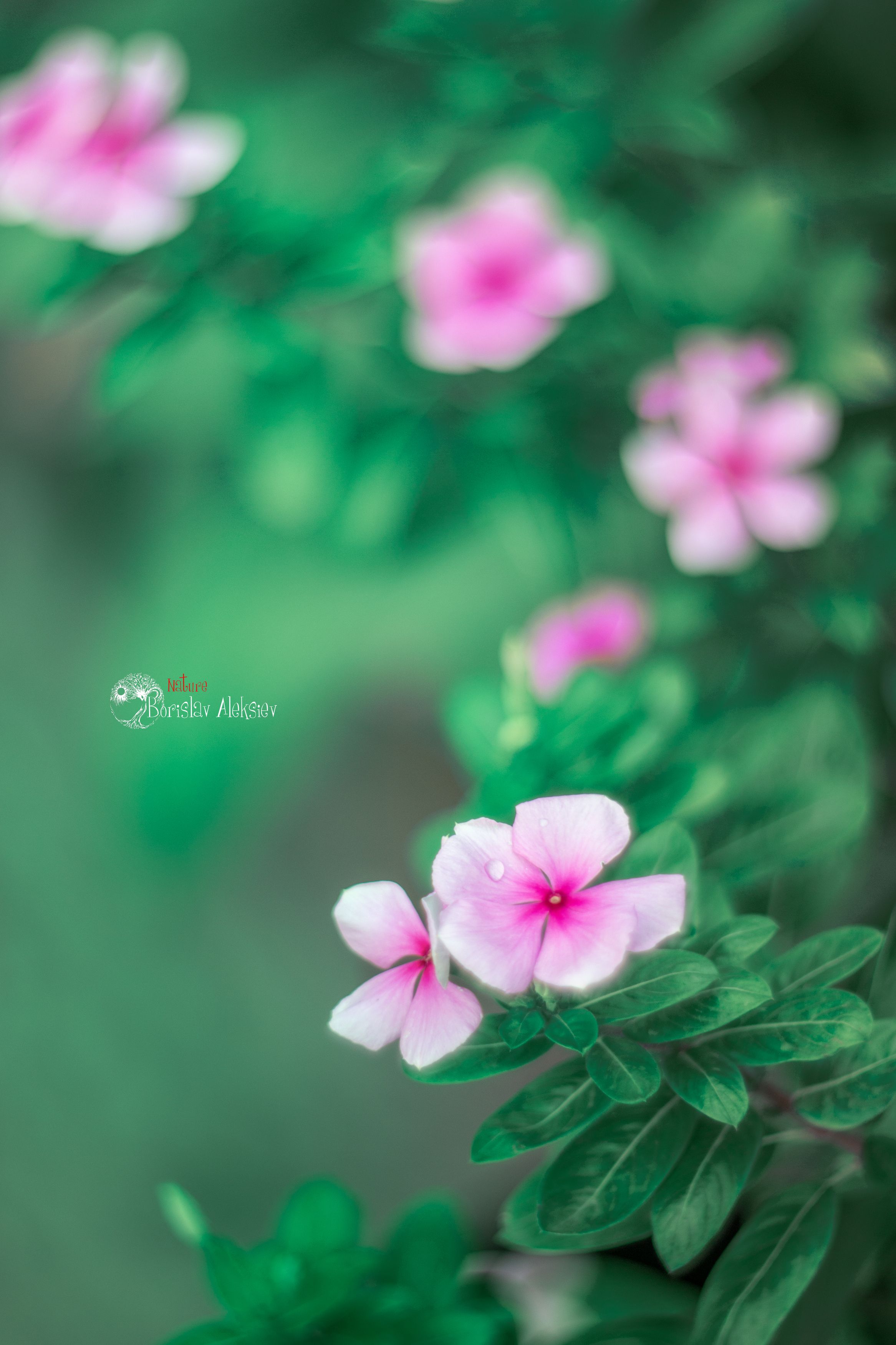 green,flowers,wild,nature,light,bokeh,zenit,helios,pink, Борислав Алексиев