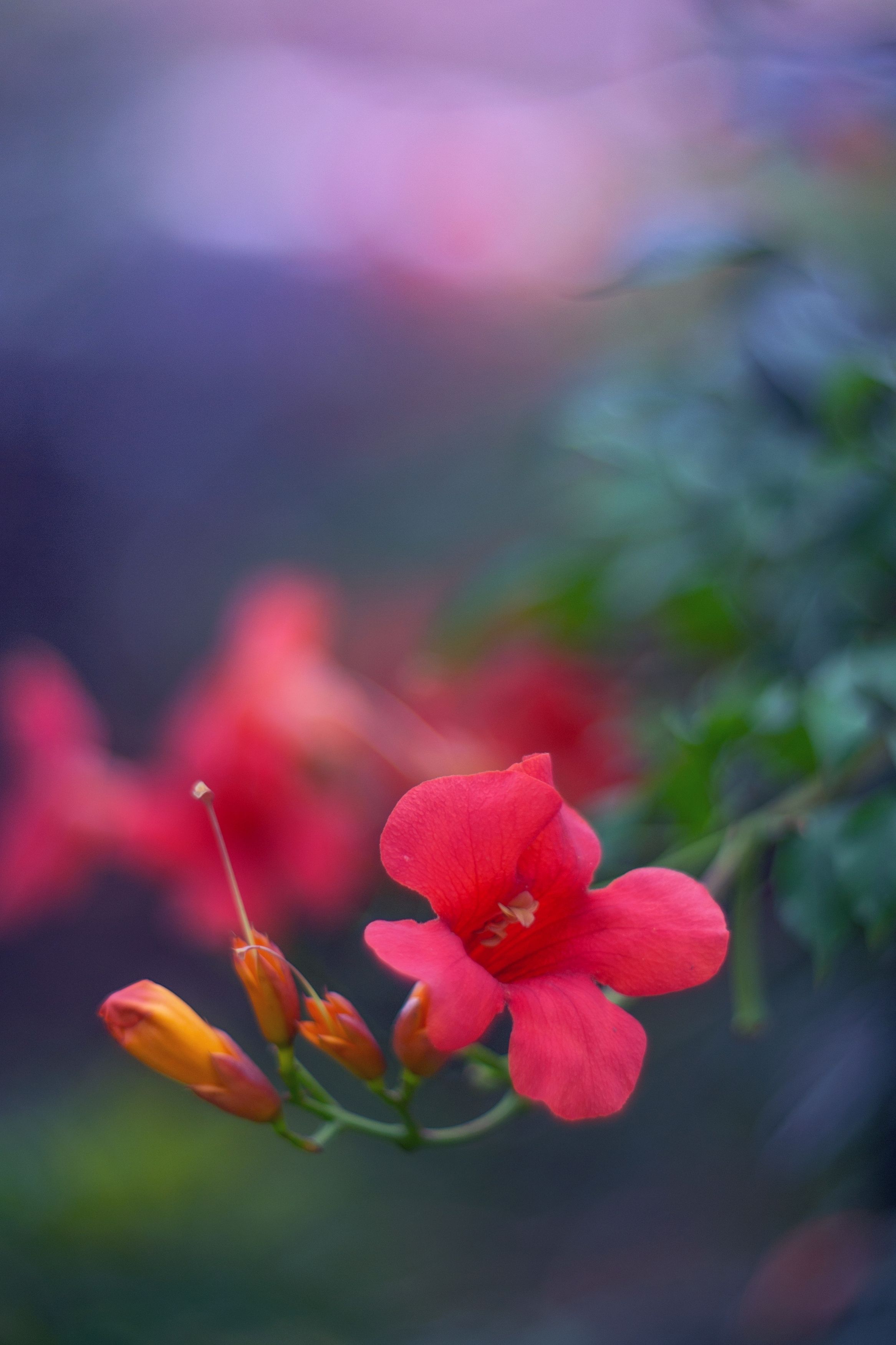 red,flowers,wild,nature,light,bokeh,green, Борислав Алексиев