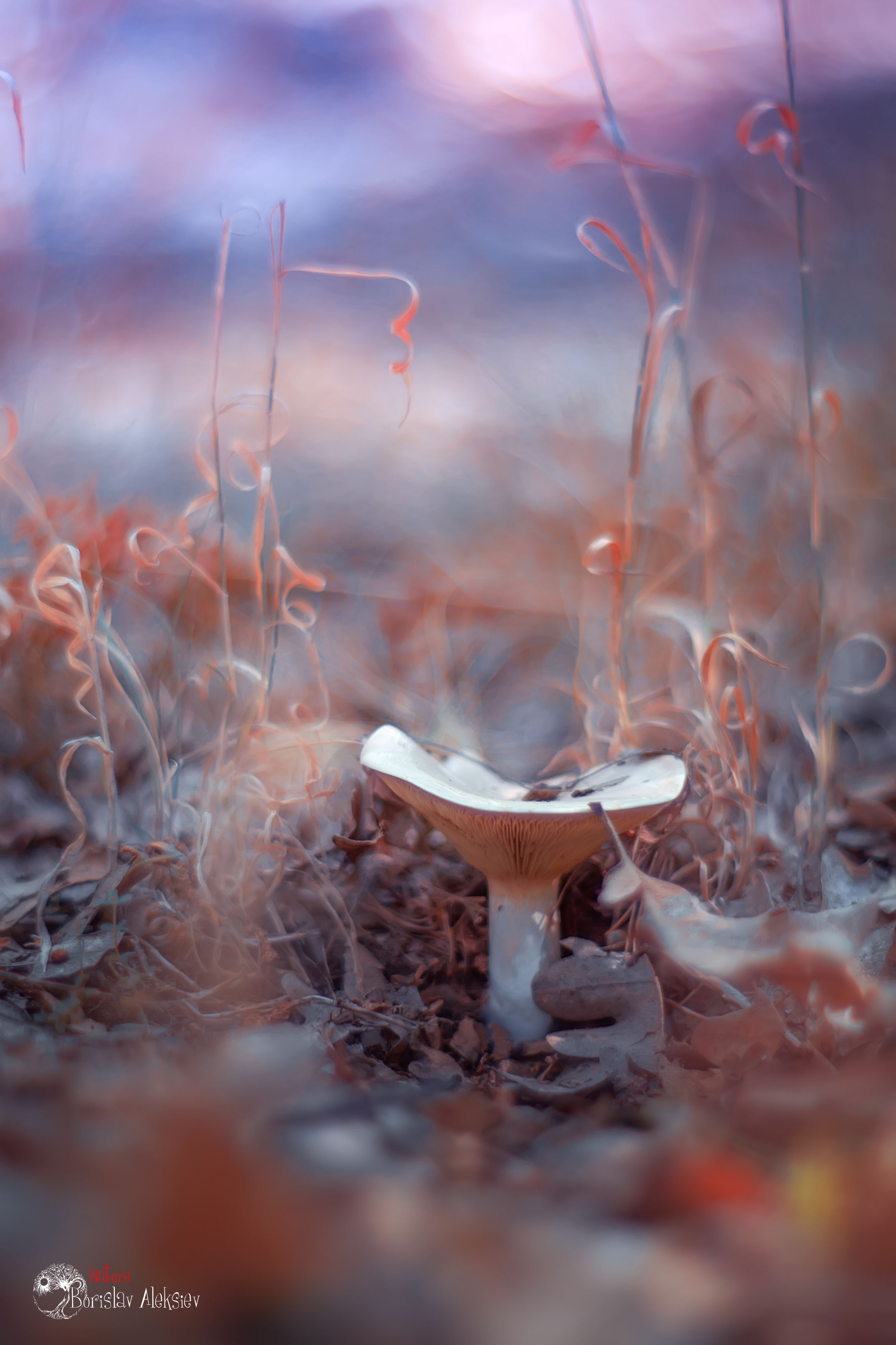 blue,mushroom,wild,nature,light,bokeh,pink,zenit,helios,nikon,, Борислав Алексиев