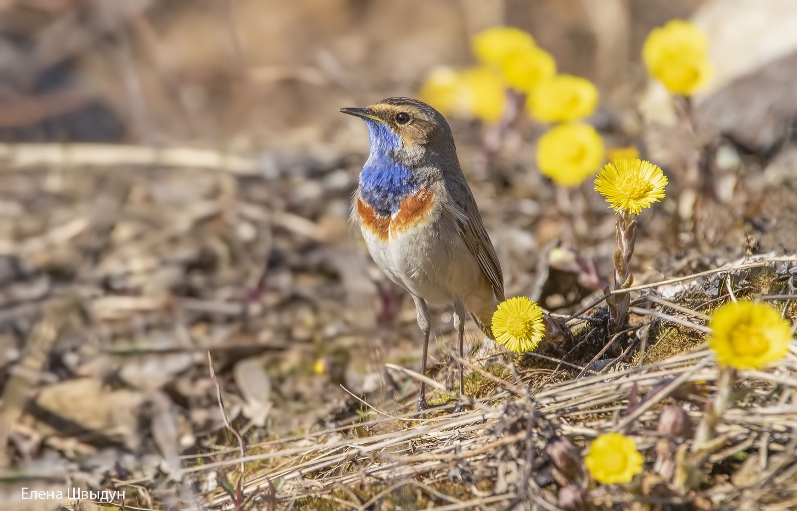 bird of prey, animal, birds, bird,  animal wildlife,  nature,  animals in the wild, варакушка, blue throat, Елена Швыдун