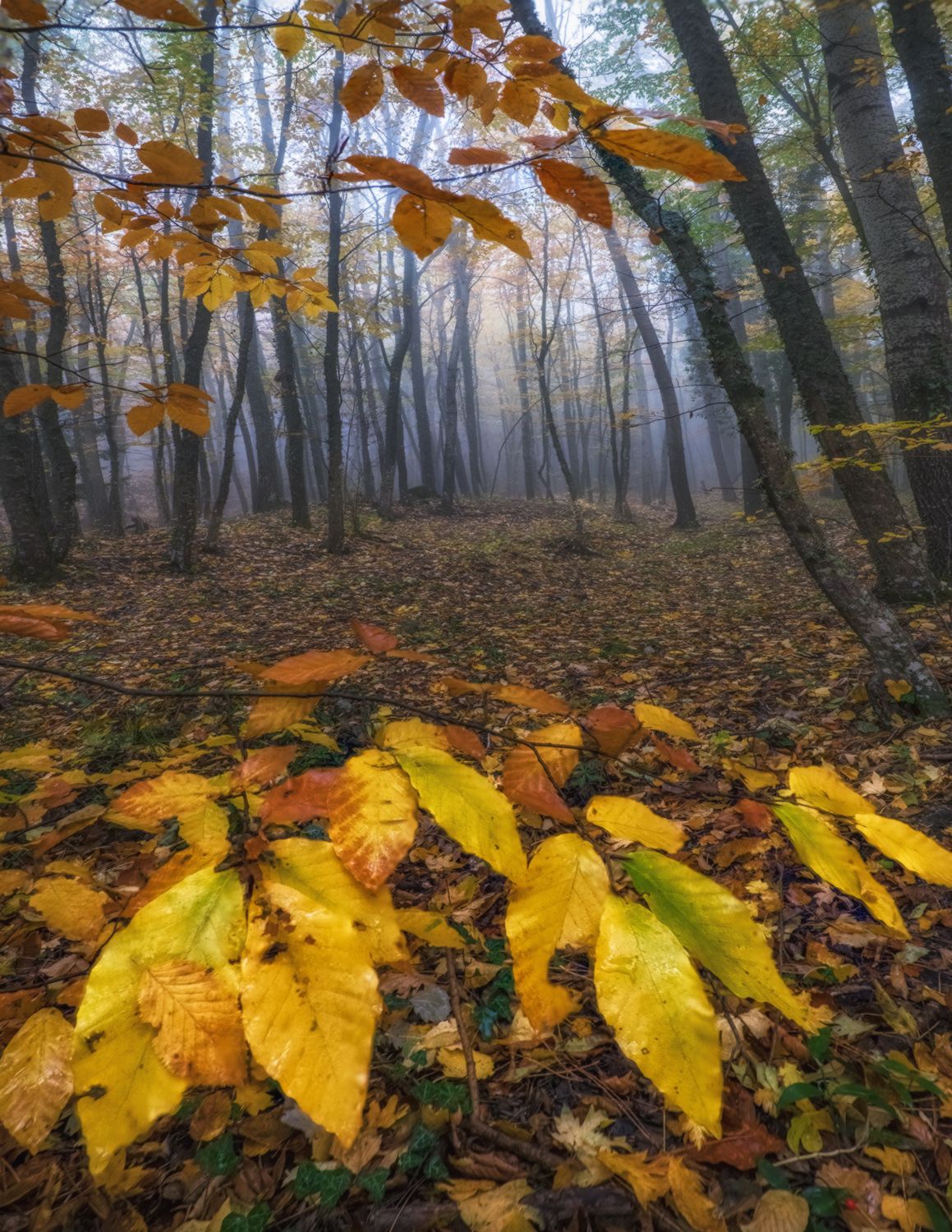 крым, ай-петри, лес, туман, осень, Мысливцев Николай