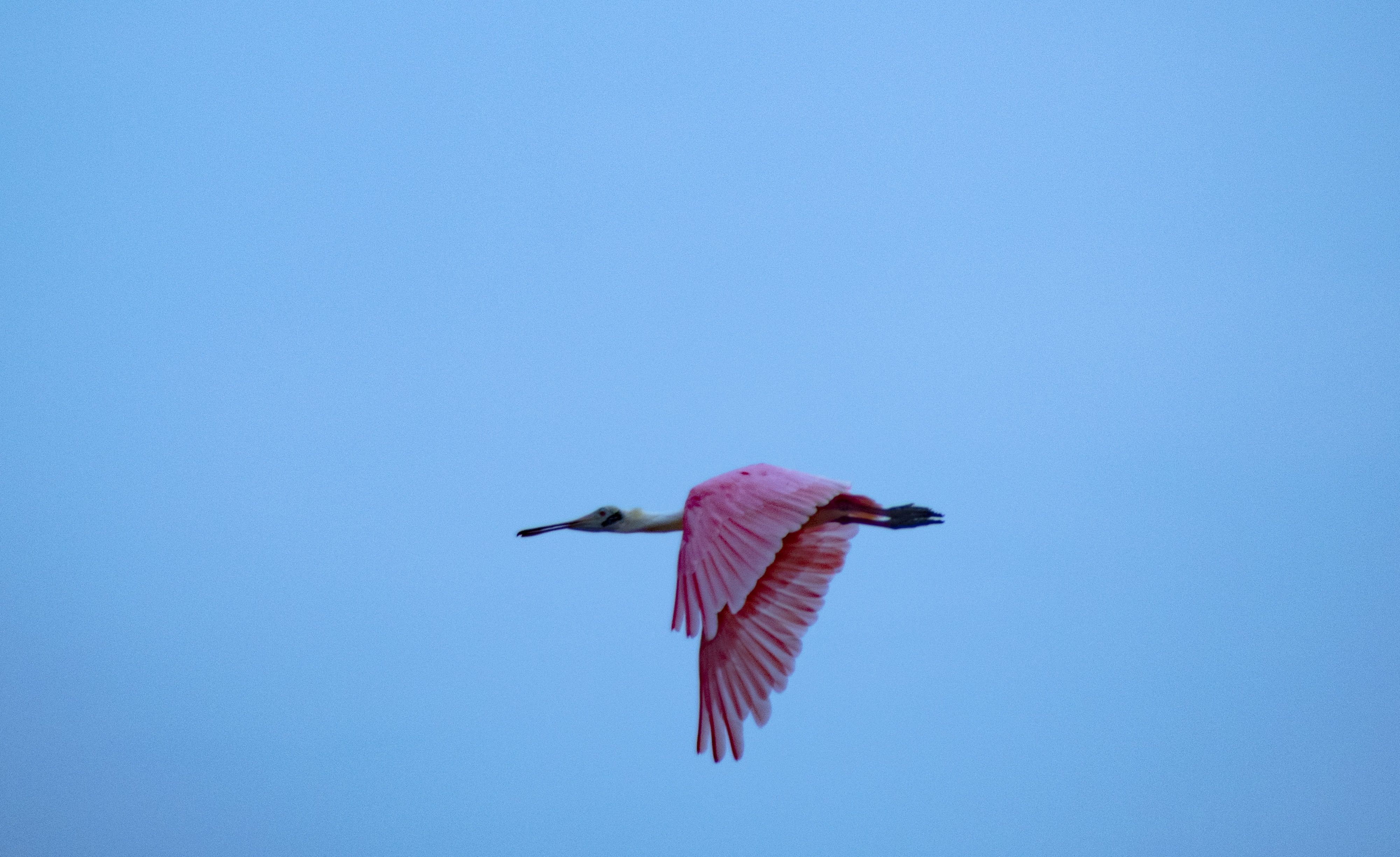 birds, pink, Yako Laverde