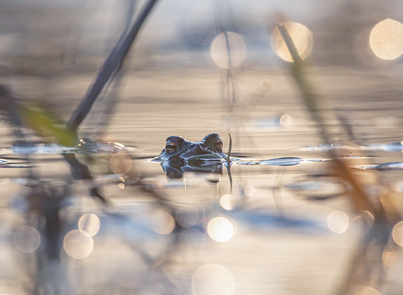 природа, весна,жаба, Андрей Киселёв