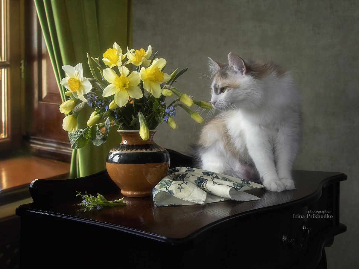 натюрморт, цветы, нарциссы, кошка, домашние животные, котонатюрморт, постановочное фото, Приходько Ирина