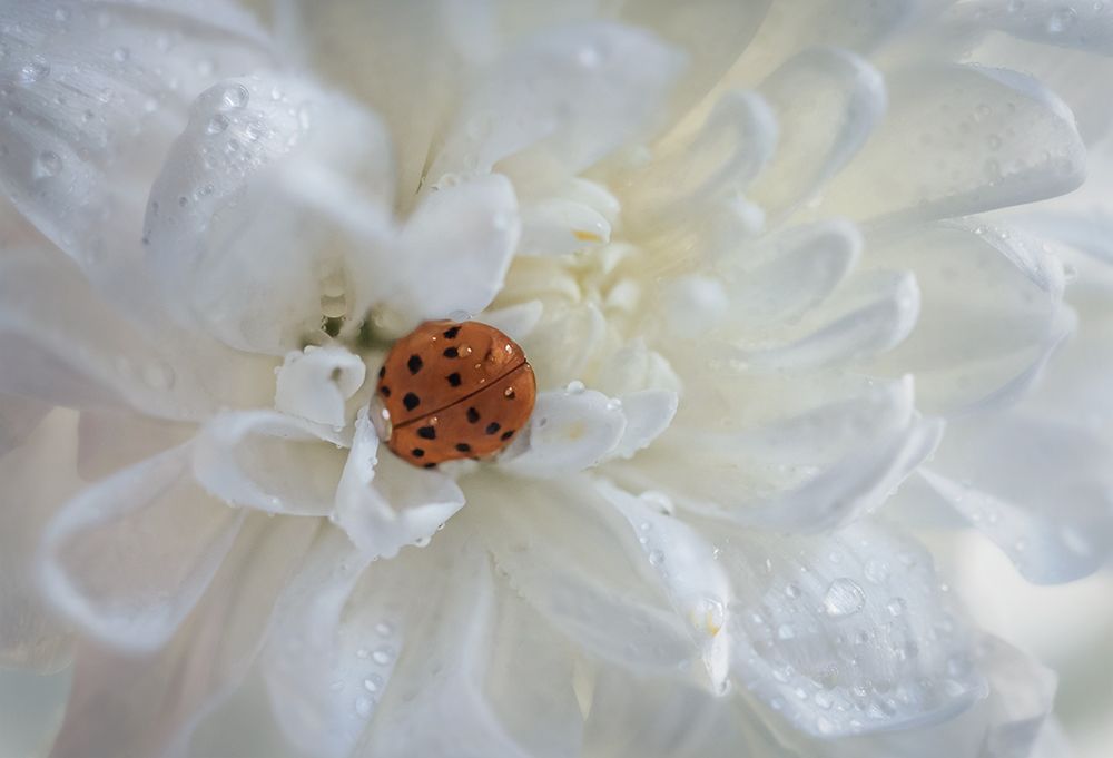 божья коровка, ladybug, макро, macro,волшебное макро, Хилько Марина