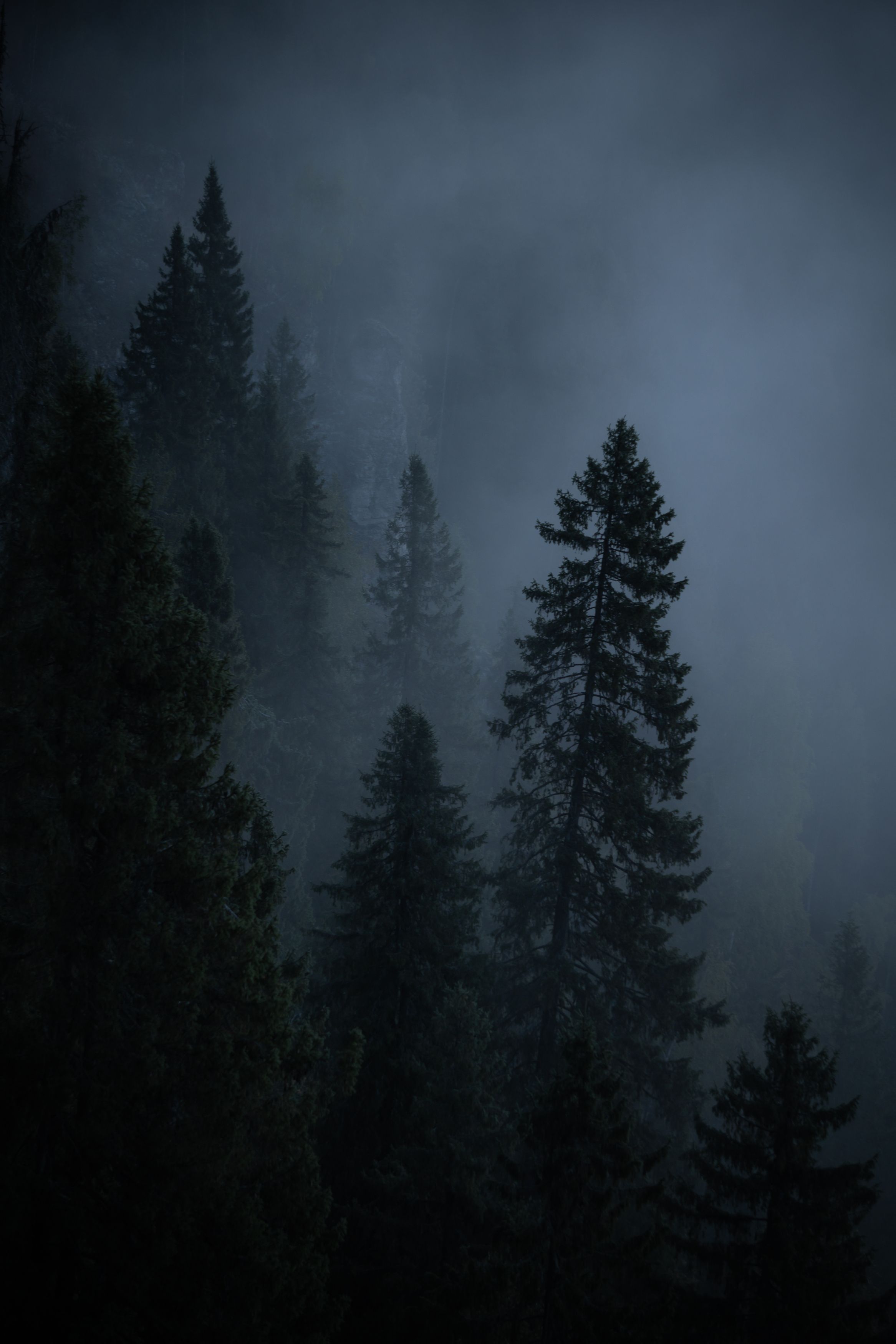 утро лес туман деревья, Денис Туев
