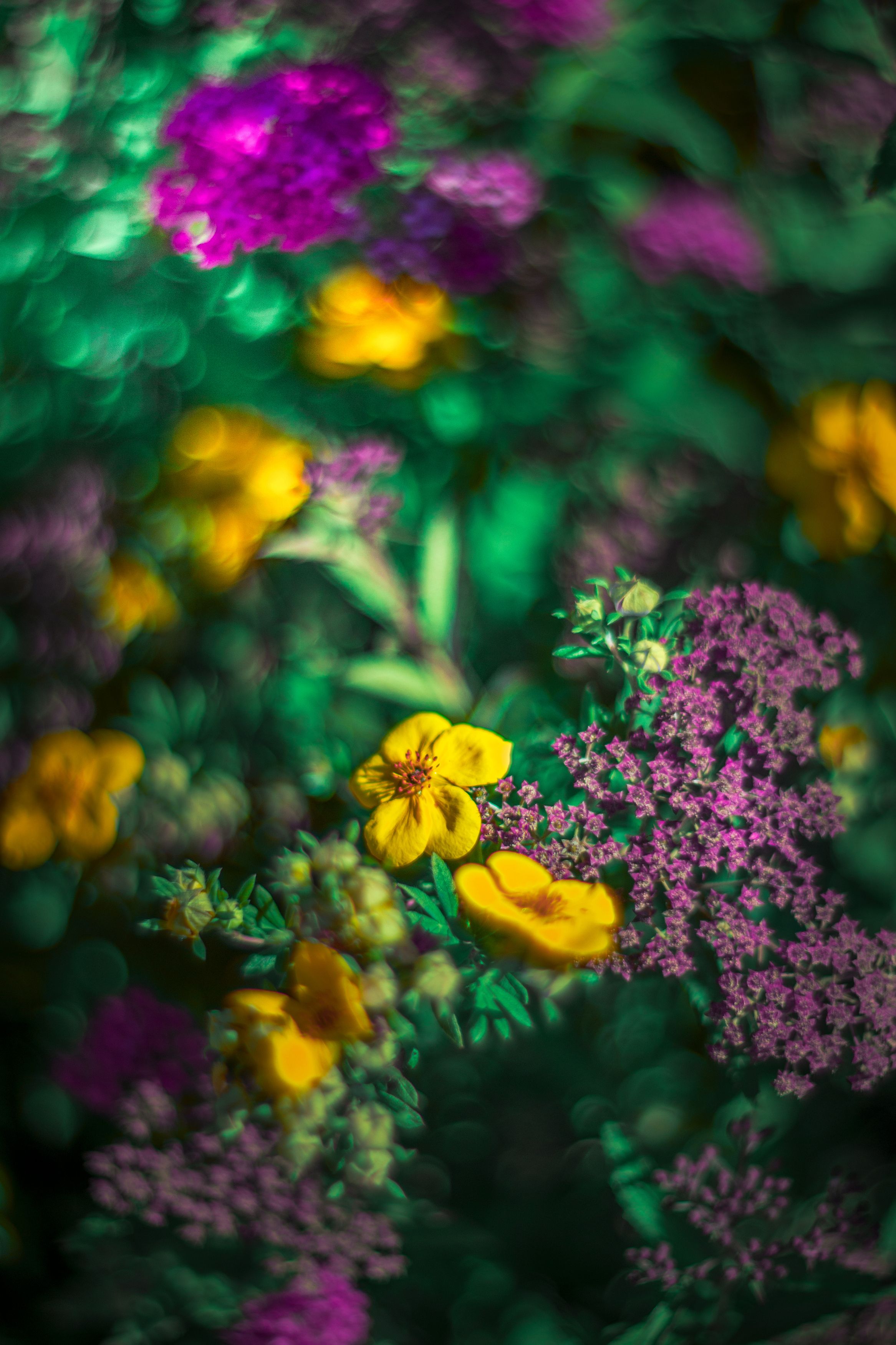yellow,flowers,wild,nature,light,bokeh,zenit,helios,green, Борислав Алексиев