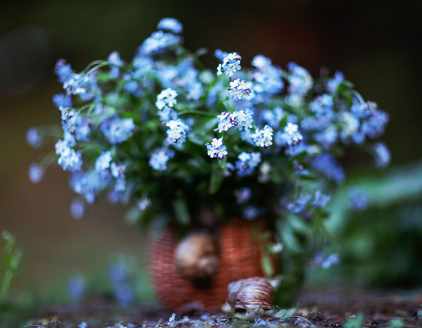 букет, незабудки, улитки,весна,красота, flowers, snails,beautiful, spring, nature, Юлия Стукалова