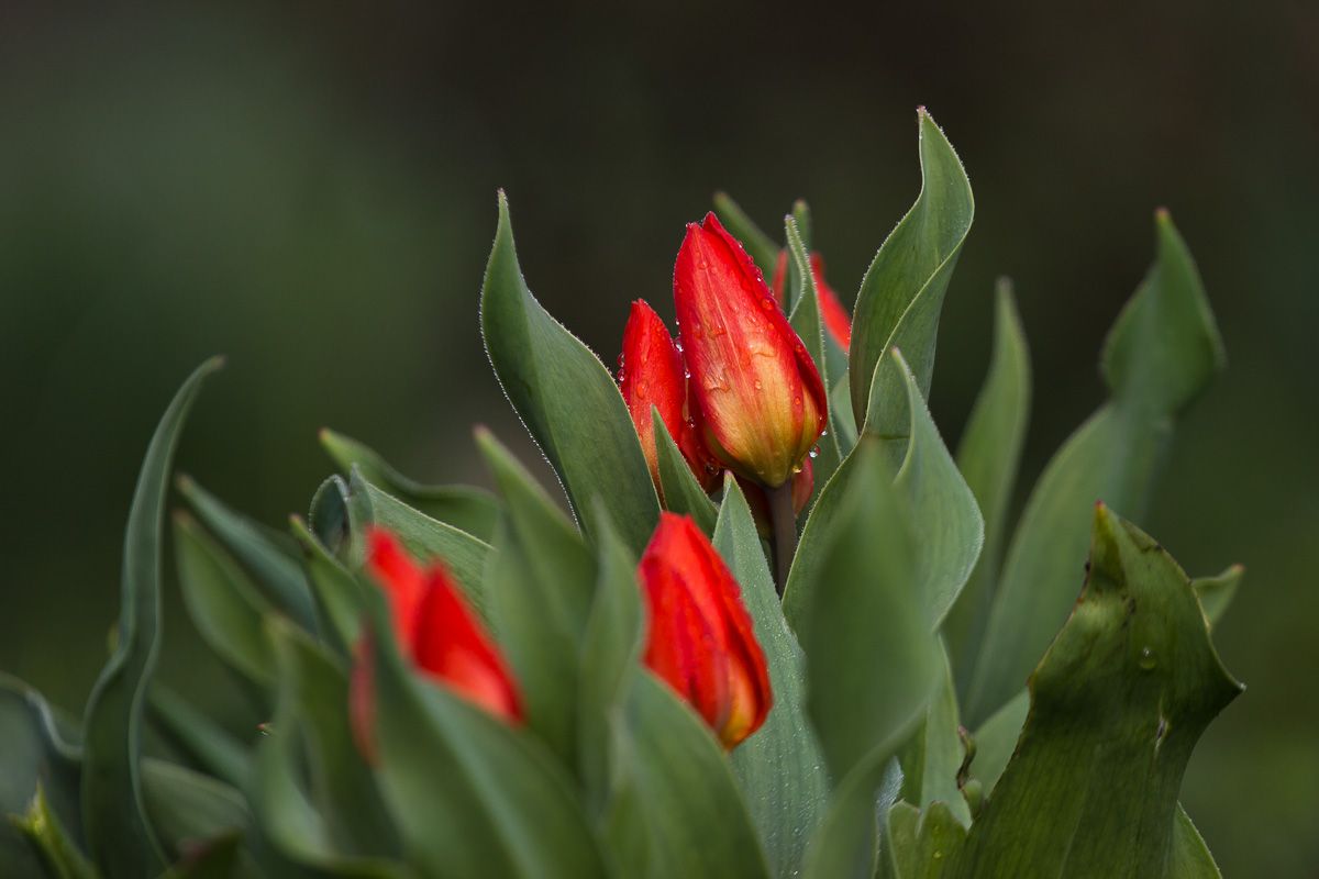 flowers, garden, tulipa, цветы, садовые, тюльпан, Алексей Юденков