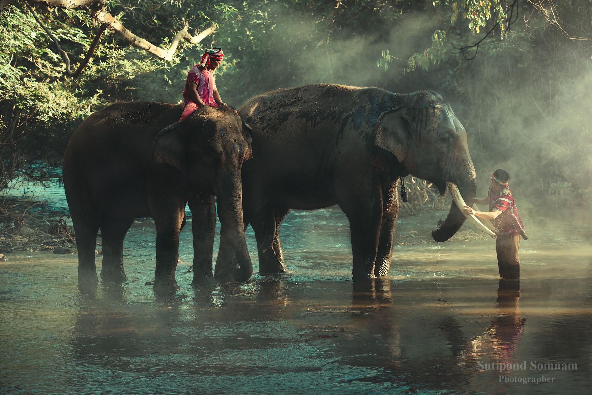 elephant,thailand, people,family,culture, SUTIPOND SOMNAM