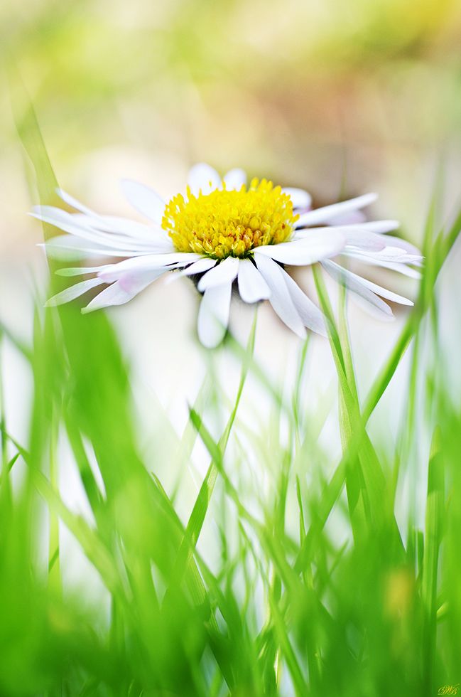 close-up, color, colors, color image, daisy, daisies, flower, green, macro, marguerite, nature, photography, white, yellow,, Dr Didi Baev