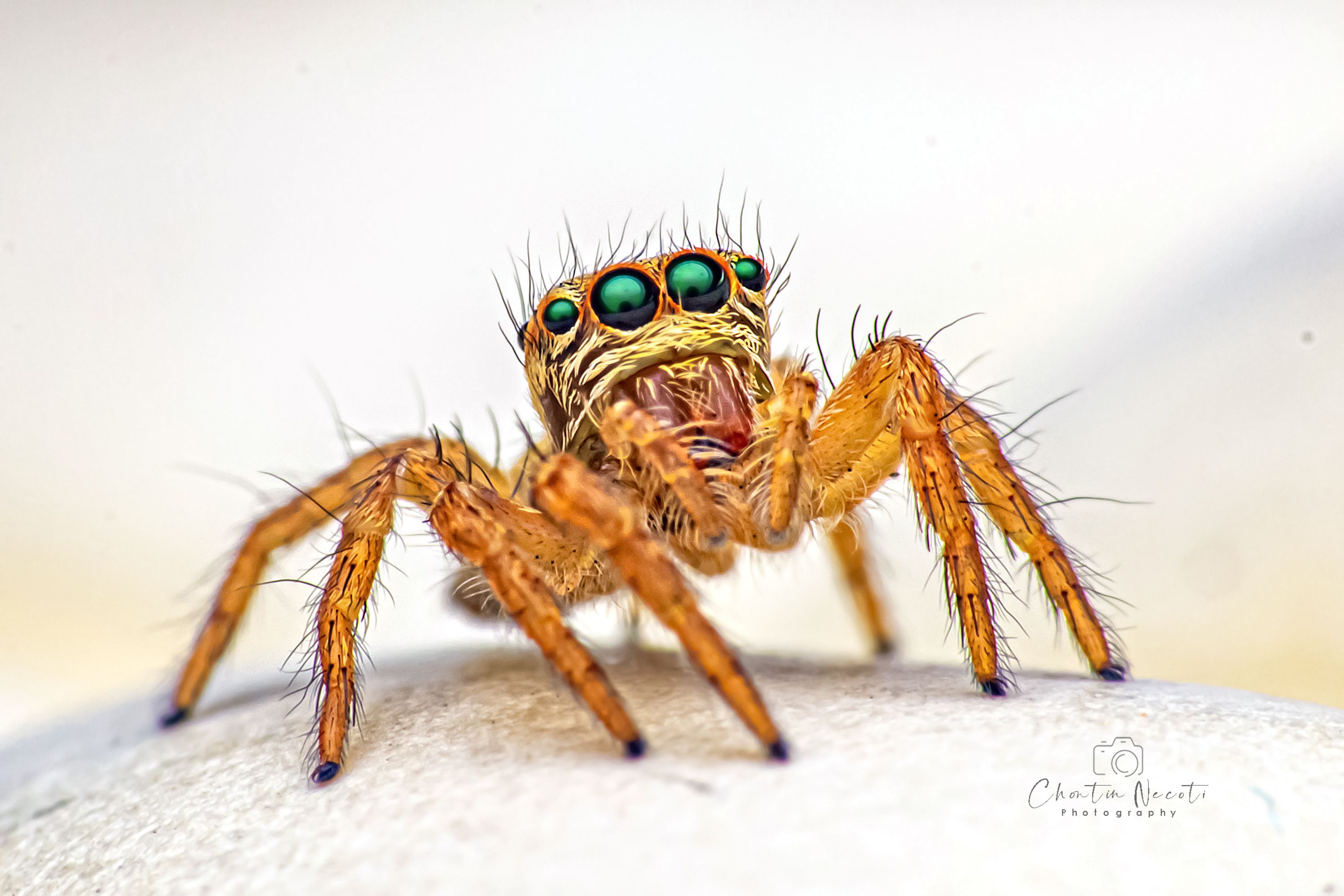 jumping, spider, eyes, macro, light, focus, small, animal, nature, natural, stock, beauty, beautiful, outdoor, garden, NeCoTi ChonTin