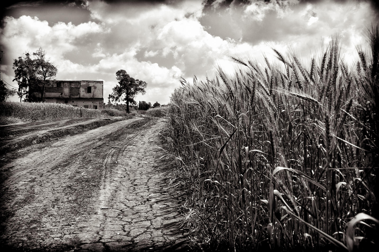 Landscape, Wheat, Sky, Rozman Erik