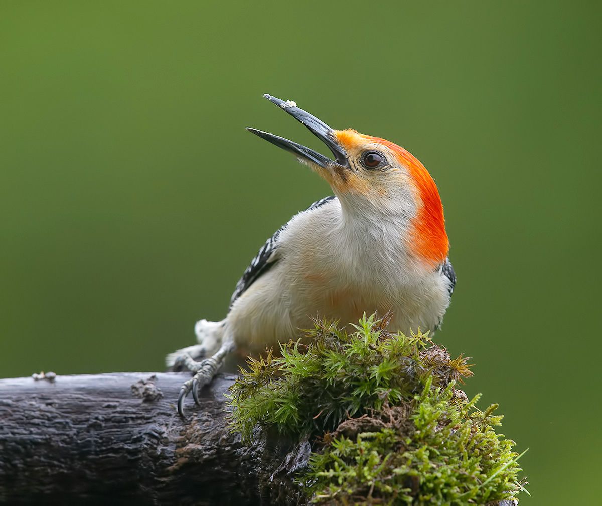 дятел, каролинский меланерпес, red-bellied woodpecker, woodpecker, Etkind Elizabeth
