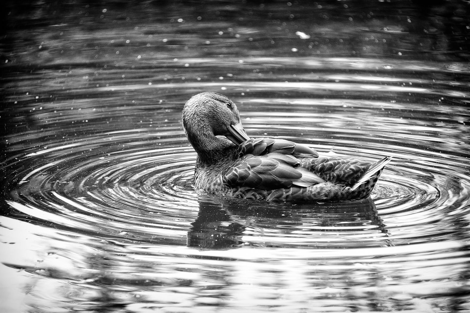 Duck, Amsterdam, Pond, Rozman Erik
