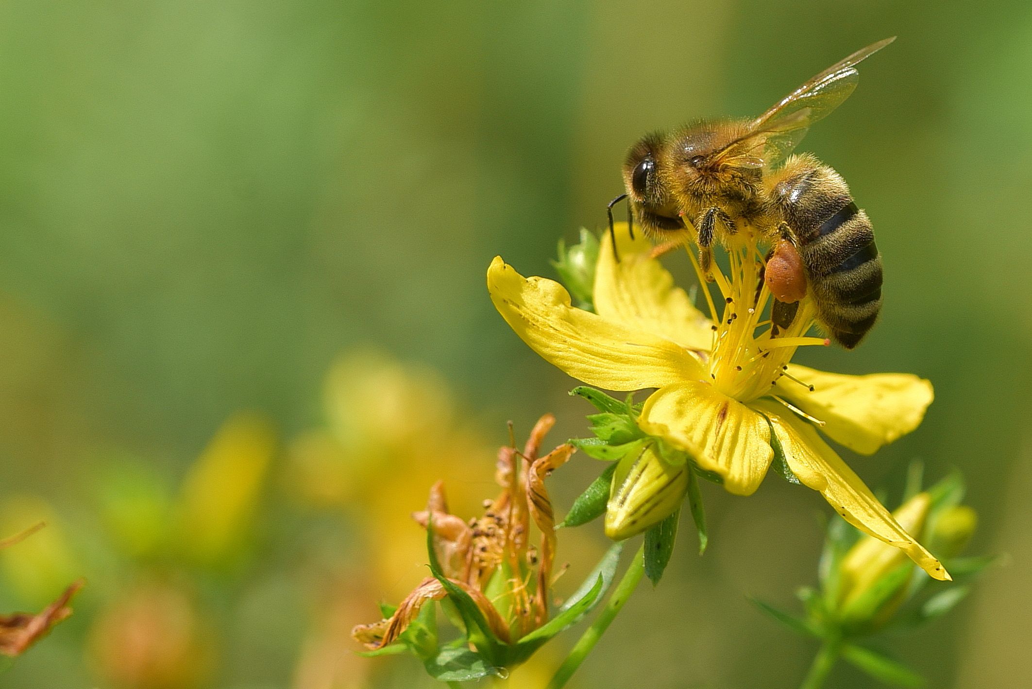 пчела, зверобой, поле, насекомое, мёд, Корнейчук Игорь