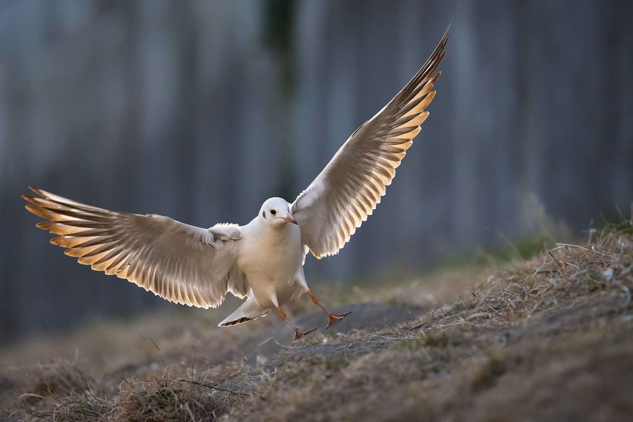 , Robert Adamec