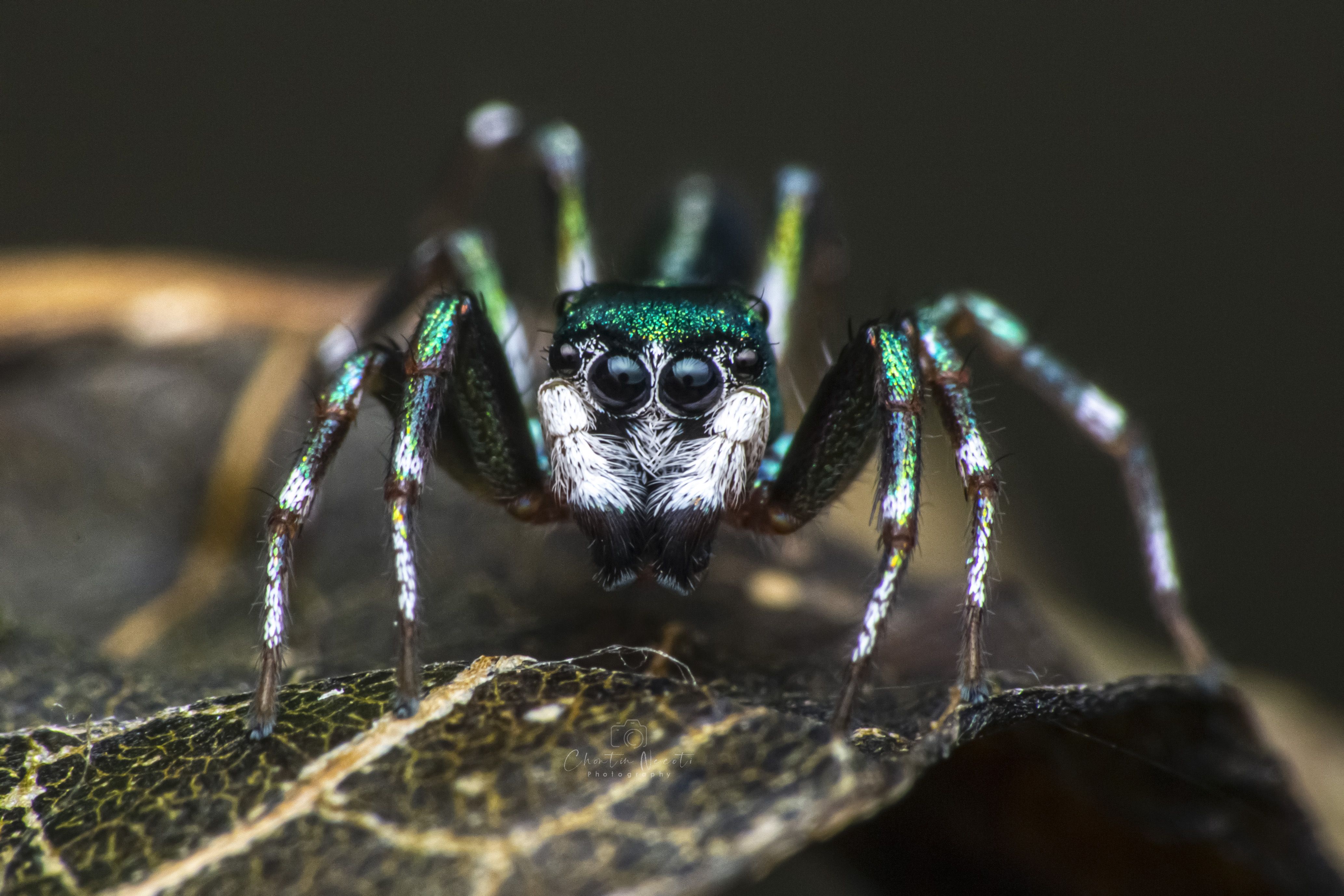 Jumping, spider, small, nature, natural, animal, macro, light, dark, black, color, legs, eyes, beauty, beautiful, outdoor, forest, tropital, NeCoTi ChonTin
