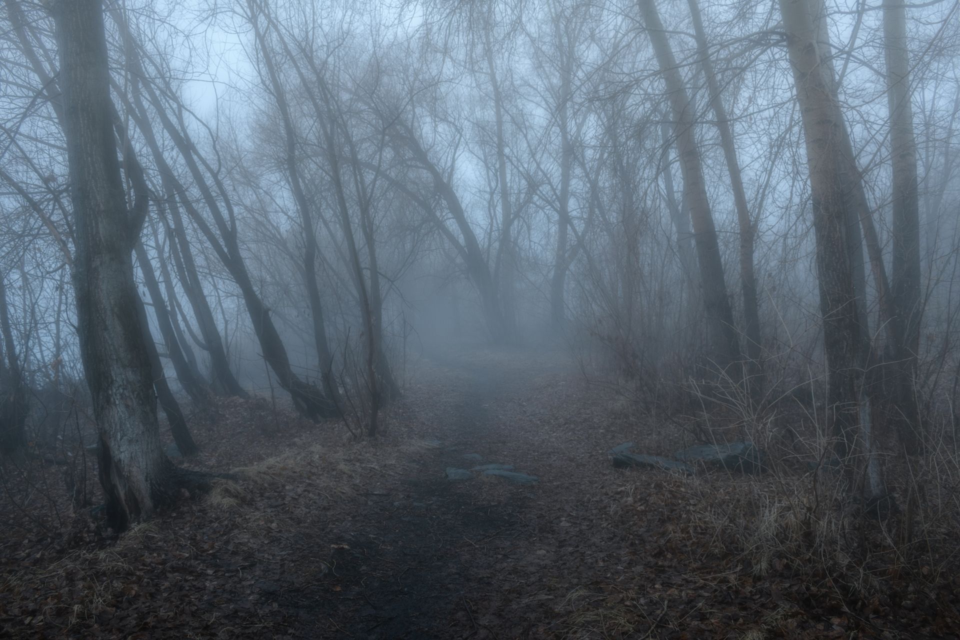 лес, деревья, урал,туман, Евгений Гецев