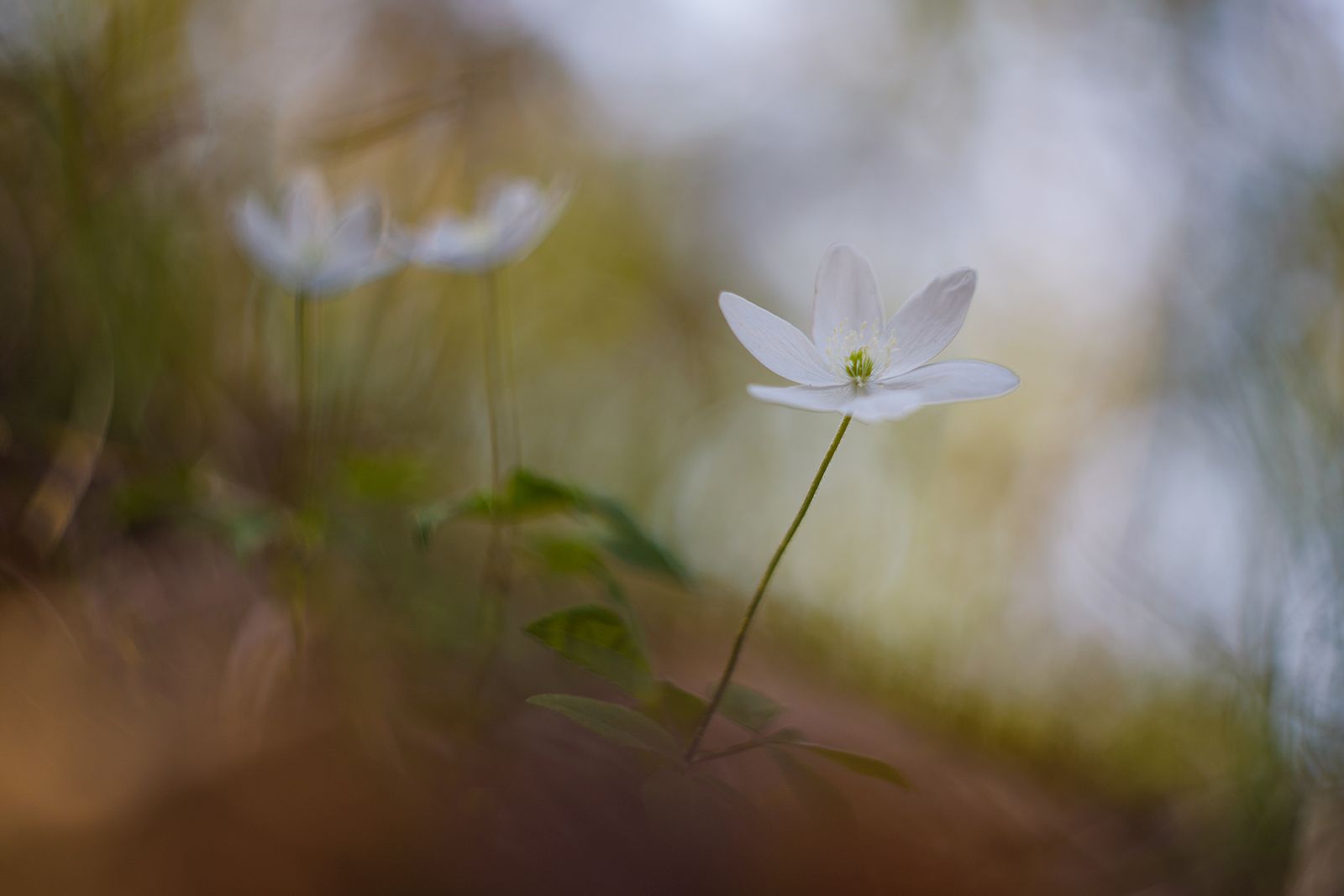 , stefano.tassano