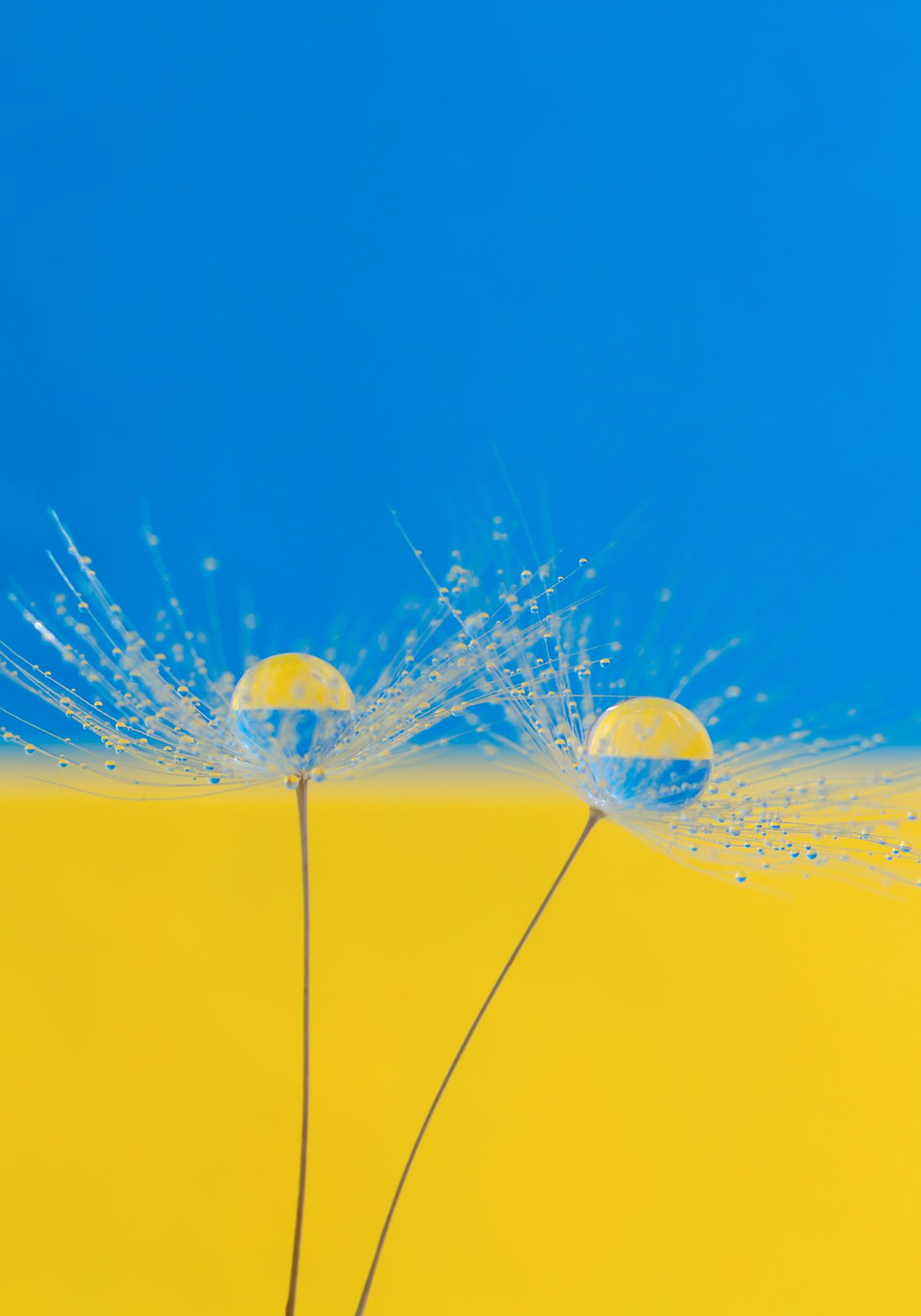 #yellow-blue #dandelion #drops #nature #wallpaper #background #ukraine, Вікторія Крулько