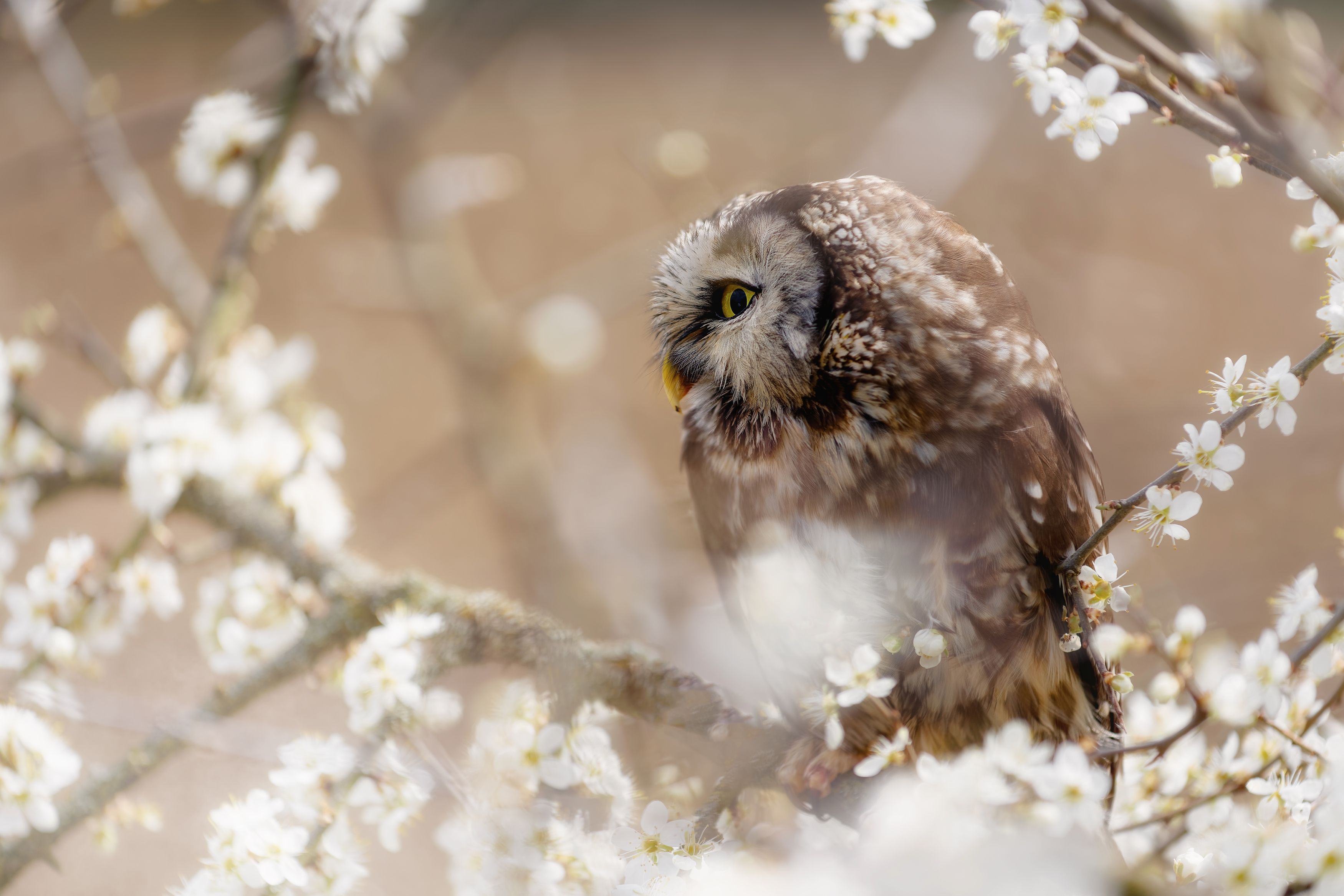 owl, bird, animal, creech owl, spring, blossom, Michaela Firešová